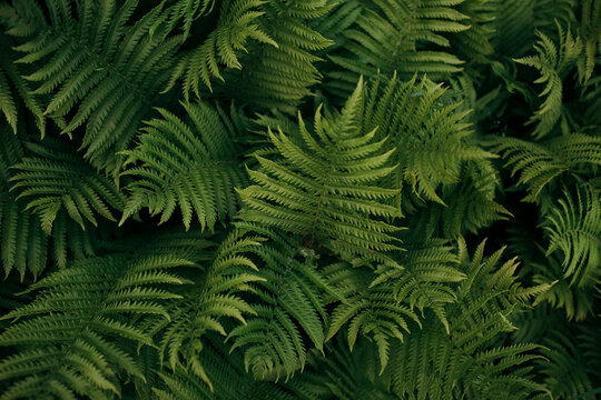 fern leaf background
