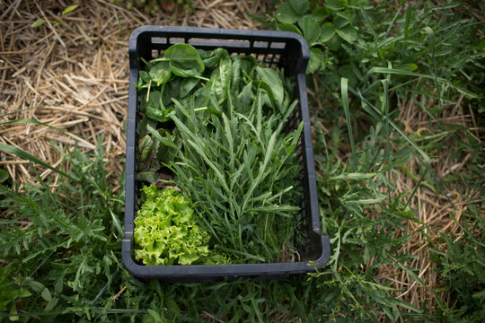 picking green spinach leaf, salads, rockets in the garden