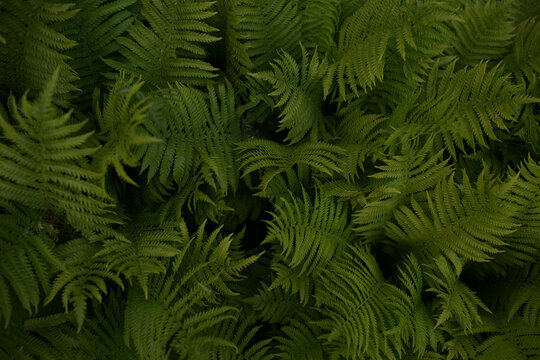 vibrant green fern leaves  background