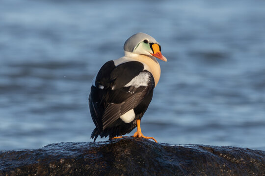 King eider (Somateria spectabilis)