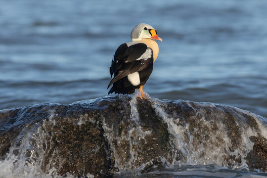 King eider (Somateria spectabilis)