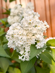 White Lilac Cluster on Branch with Sunlit Green Leaves