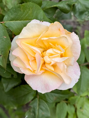 Cream Yellow Rose Full Bloom with Ruffled Petals in Garden Close-Up