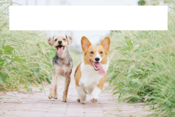 Two adorable dogs joyfully running down a path in a lush field, tongues out, enjoying an active day in nature together