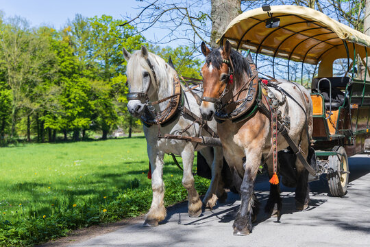 Close-up of a team of draft horses light and brown in harness pulling a tourist carriage on a park road on a bright spring day