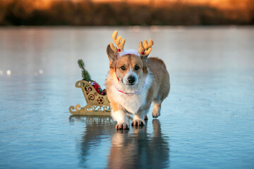 A cute corgi puppy wearing Santa's reindeer ears and a sleigh with gifts walks on the ice in a Christmas winter park.