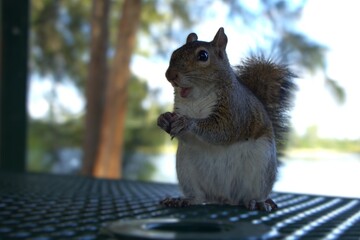 squirrel in the park