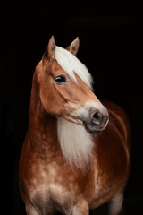 Obraz premium Weihnachts Haflinger