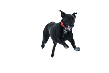 Energetic black dog leaps playfully through snow, wearing a vibrant red collar against a stark background, radiating boundless joy and winter fun