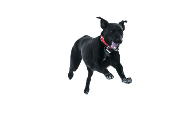 Energetic black dog leaps playfully through snow, wearing a vibrant red collar against a stark background, radiating boundless joy and winter fun