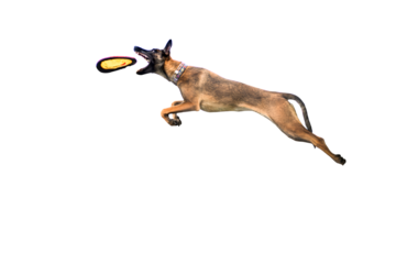 Agile Malinois soaring through air, catching frisbee disk against dark backdrop, showcasing athleticism and boundless energy for active lifestyle brands