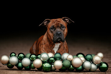 Boxer mit Weihnachtskranz