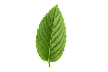 Fototapeta premium Fresh green mint leaf showing natural texture and vibrant color, ideal for culinary uses and herbal remedies, on transparent background