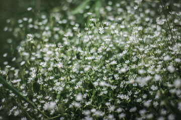 Soft focus white wildflowers background