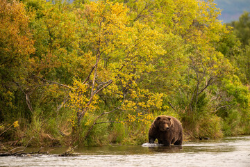 Alaskan brown bear standing in Brooks River