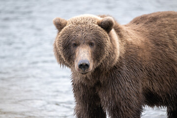 Portrait of Alaskan brown bear