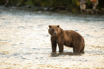 Alaskan brown bear searching for salmon in Brooks River at sunrise