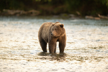 Alaskan brown bear searching for salmon in Brooks River at sunrise