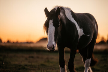 Pferdeherde im Sonnenuntergang