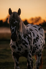 Pferdeherde im Sonnenuntergang