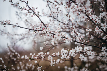 Delicate spring blossom on tree branch with soft blurred background. Nature floral background with copy space.