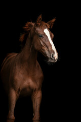 Obraz premium Springpferd Fohlen