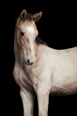 Fototapeta premium Springpferd Fohlen
