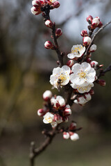 Delicate spring blossom on tree branch with soft blurred background. Nature floral background with copy space.