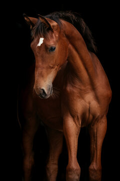 Springpferd Fohlen