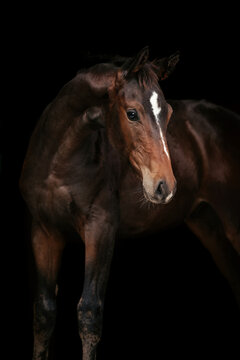 Springpferd Fohlen