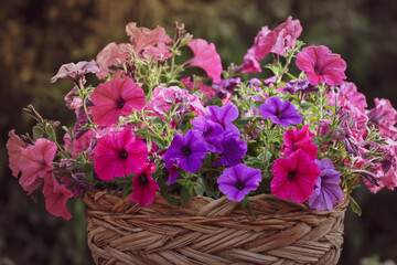 Basket of hot pink and violet petunias 