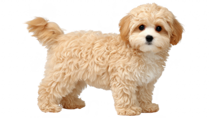 Curly cream puppy fluffy small dog standing looking forward cute pet isolated on transparency background playful adorable young animal domestic companion