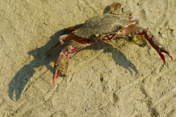 Coastal Sentinel: A lone crab basks on the sandy shore, its hardy shell and pincer claws standing out against the tranquil seaside backdrop.