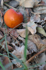Ripe persimmon fruit on dry leaves: A vibrant persimmon, with its vivid orange skin, rests amidst a bed of dry, textured leaves, representing autumn.