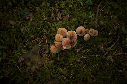 Wild mushrooms growing in a cluster on dark green moss, captured from above in a natural forest setting
