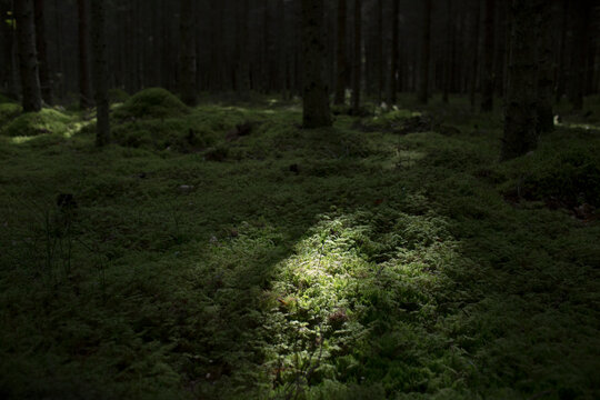 Pine forest with green moss on the ground natural lit light 