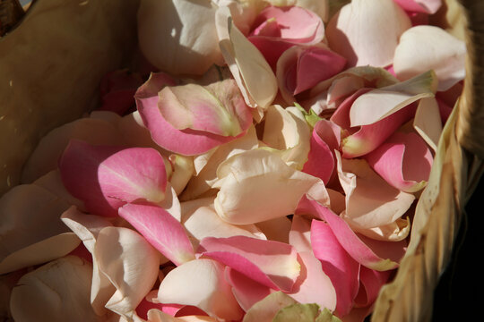 Hintergrund Bild einer Hochzeit, Verstreute Rosenbl&uuml;tenbl&auml;tter auf dem Boden
