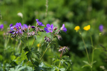 Obraz premium Wiese im Sommer im Schwarzwald mit bunt blühenden Blumen
