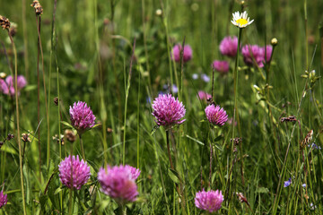Obraz premium Wiese im Sommer im Schwarzwald mit bunt blühenden Blumen