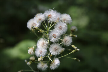 Detailaufnahme von Pflanzen im Schwarzwald im Sommer