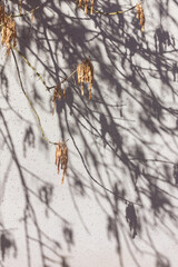 Background from the shadow of autumn branches on a cement wall.