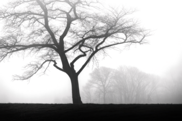 A stark black and white image of a bare tree in the foreground with a line of trees fading into the foggy background creating a haunting atmospheric scene