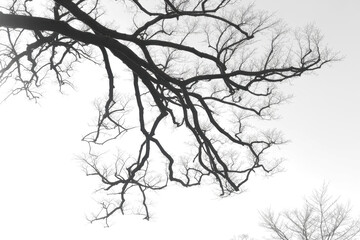 Bare tree branches on a pale white background 
