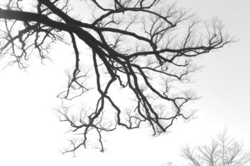 Bare tree branches on a pale white background 
