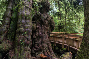 Rockaway Big Tree Boardwalk, Oregon Coast Highway 101  © Anna Photography