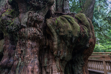 Rockaway Big Tree Boardwalk, Oregon Coast Highway 101	