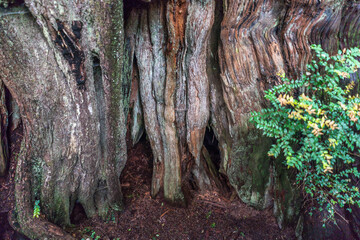 Rockaway Big Tree Boardwalk, Oregon Coast Highway 101	