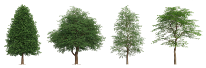 Set of Swida walteri (Cornus walteri, Walter's dogwood) frontal street trees isolated png on a transparent background perfectly cutout 
