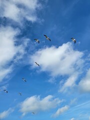 Seagulls Soaring in a Blue Sky with Clouds