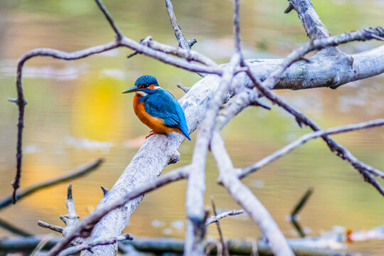 Eisvogel
